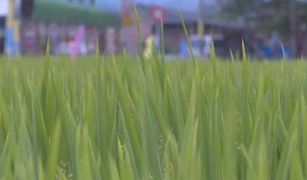 行业资讯-台山市国有粮食集团有限公司-广东早造丝苗米新品种你了解多少？